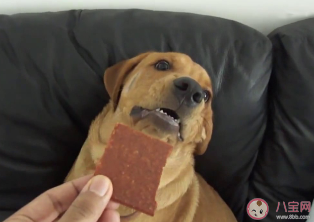 巧克力能喂給狗狗吃嗎 螞蟻莊園每日一問10月15日答案