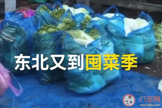 東北大娘雇車囤300斤白菜是怎么回事 300斤白菜能夠吃多久