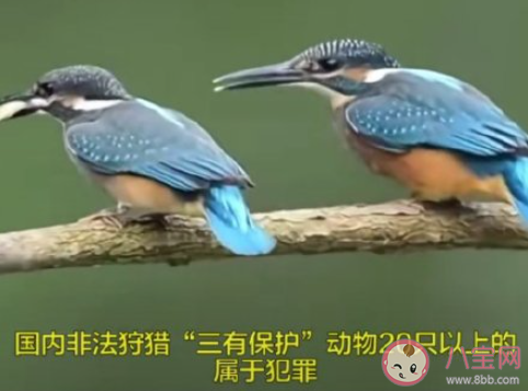 工藝品店被曝使用大量翠鳥羽毛是怎么回事 翠鳥是國家保護動物嗎