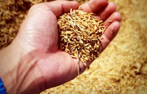 幼兒園世界糧食日活動(dòng)大全 世界糧食日幼兒園活動(dòng)主題