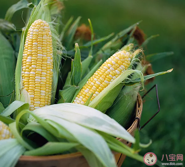 玉米價格每噸漲千元是怎么回事 玉米價格上漲的原因是什么