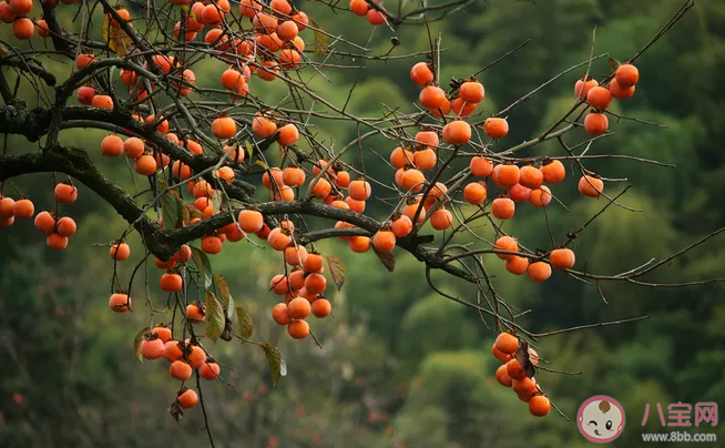 摘柿子的心情說(shuō)說(shuō) 摘柿子的朋友圈說(shuō)說(shuō)語(yǔ)錄 摘柿子的心情說(shuō)說(shuō) 摘柿子的朋友圈說(shuō)說(shuō)語(yǔ)錄