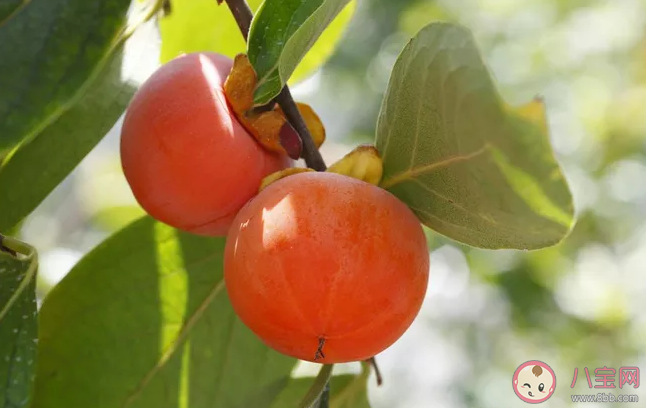 摘柿子的心情說(shuō)說(shuō) 摘柿子的朋友圈說(shuō)說(shuō)語(yǔ)錄 摘柿子的心情說(shuō)說(shuō) 摘柿子的朋友圈說(shuō)說(shuō)語(yǔ)錄