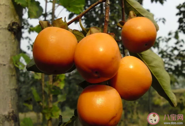 第一次摘柿子的感受說說 第一次摘柿子的感受體驗(yàn)句子 第一次摘柿子的感受說說 第一次摘柿子的感受體驗(yàn)句子