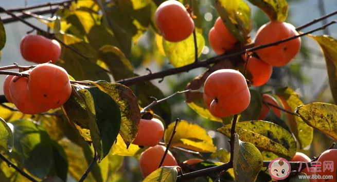 第一次摘柿子的感受說說 第一次摘柿子的感受體驗(yàn)句子 第一次摘柿子的感受說說 第一次摘柿子的感受體驗(yàn)句子