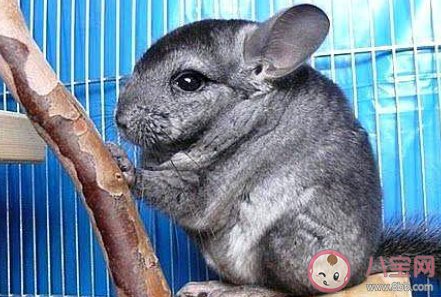 我們經(jīng)常飼養(yǎng)的寵物龍貓是貓嗎 10月19日螞蟻莊園小課堂答案