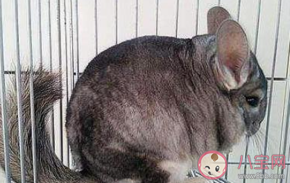 我們經(jīng)常飼養(yǎng)的寵物龍貓是貓嗎 10月19日螞蟻莊園小課堂答案