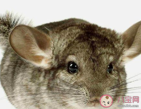 我們經(jīng)常飼養(yǎng)的寵物龍貓是貓嗎 10月19日螞蟻莊園小課堂答案