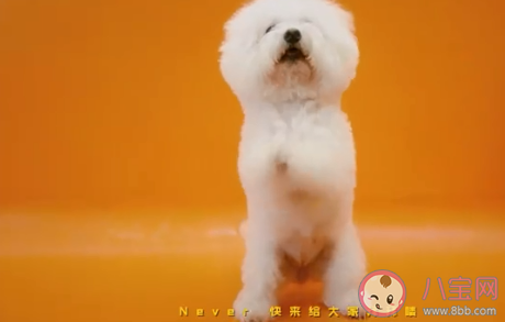 李佳琦新歌《買它》歌詞是什么 《買它》完整版歌詞在線聽歌