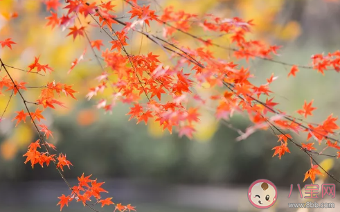 關(guān)于秋風(fēng)寒冷的詩(shī)句有哪些 秋風(fēng)秋雨的詩(shī)句大全