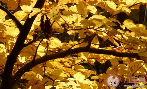 秋風溫柔的說說句子 文藝的秋風句子大全