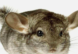 我們經常飼養的寵物龍貓是貓嗎 10月19日螞蟻莊園小課堂答案