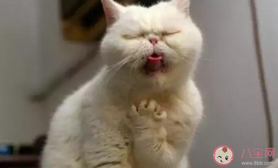 貓咪吃魚時也可能被魚刺卡到嗎 最新螞蟻莊園10月21日答案 貓咪吃魚時也可能被魚刺卡到嗎 最新螞蟻莊園10月21日答案