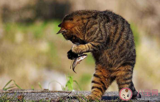 貓咪吃魚時也可能被魚刺卡到嗎 最新螞蟻莊園10月21日答案 貓咪吃魚時也可能被魚刺卡到嗎 最新螞蟻莊園10月21日答案