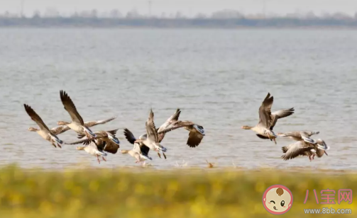武漢別名江城又被稱為濕地之城嗎 螞蟻莊園10月20日答案 武漢別名江城又被稱為濕地之城嗎 螞蟻莊園10月20日答案