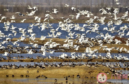 武漢被稱為江城還被稱為什么 支付寶螞蟻莊園最新10月20日問題答案 武漢被稱為江城還被稱為什么 支付寶螞蟻莊園最新10月20日問題答案