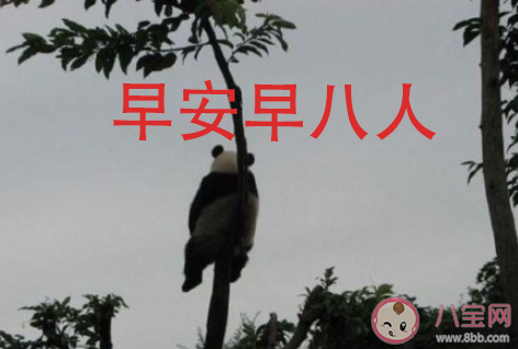 早八人搞笑朋友圈說說語錄 早八人經典幽默句子說說