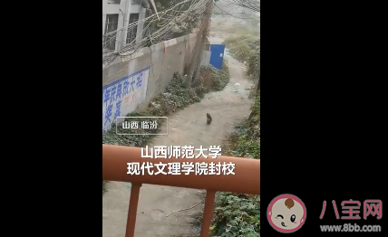 大學封校兩小狗隔橋相望是怎么回事 狗狗版牛郎織女是什么情況 大學封校兩小狗隔橋相望是怎么回事 狗狗版牛郎織女是什么情況