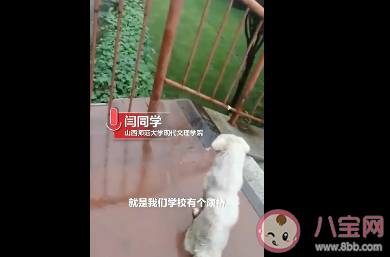 大學封校兩小狗隔橋相望是怎么回事 狗狗版牛郎織女是什么情況 大學封校兩小狗隔橋相望是怎么回事 狗狗版牛郎織女是什么情況