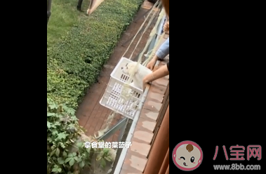 大學封校兩小狗隔橋相望是怎么回事 狗狗版牛郎織女是什么情況 大學封校兩小狗隔橋相望是怎么回事 狗狗版牛郎織女是什么情況