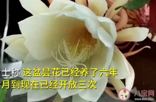 居民家中曇花4個月開了3次是怎么回事 曇花正常情況一年會開幾次