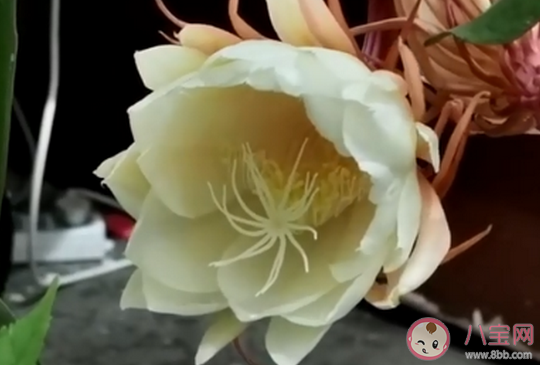 居民家中曇花4個月開了3次是怎么回事 曇花正常情況一年會開幾次