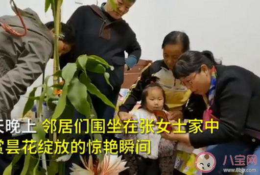 居民家中曇花4個月開了3次是怎么回事 曇花正常情況一年會開幾次