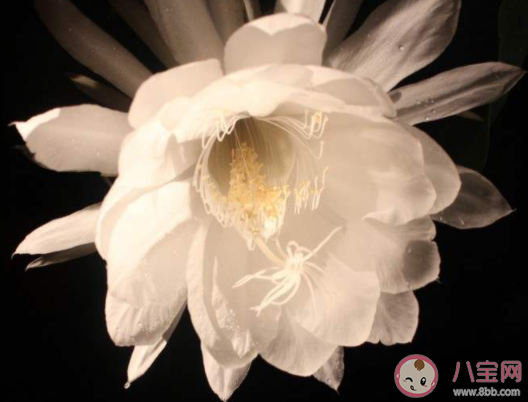 居民家中曇花4個月開了3次是怎么回事 曇花正常情況一年會開幾次