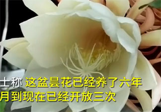 居民家中曇花4個(gè)月開了3次是怎么回事 曇花正常情況一年會(huì)開幾次