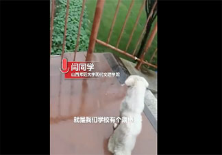 大學(xué)封校兩小狗隔橋相望是怎么回事 狗狗版牛郎織女是什么情況