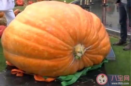 丹麥巨型南瓜970公斤破紀錄是怎么回事 970公斤的南瓜是怎么長的 丹麥巨型南瓜970公斤破紀錄是怎么回事 970公斤的南瓜是怎么長的