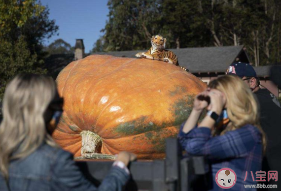 丹麥巨型南瓜970公斤破紀錄是怎么回事 970公斤的南瓜是怎么長的 丹麥巨型南瓜970公斤破紀錄是怎么回事 970公斤的南瓜是怎么長的