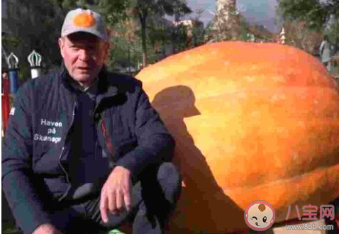 丹麥巨型南瓜970公斤破紀錄是怎么回事 970公斤的南瓜是怎么長的 丹麥巨型南瓜970公斤破紀錄是怎么回事 970公斤的南瓜是怎么長的