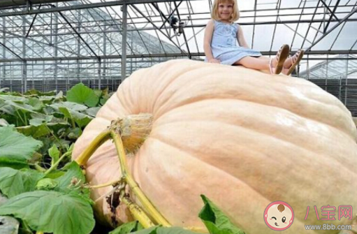 丹麥巨型南瓜970公斤破記錄是真的嗎 巨型南瓜是怎么培育出來(lái)的 丹麥巨型南瓜970公斤破記錄是真的嗎 巨型南瓜是怎么培育出來(lái)的