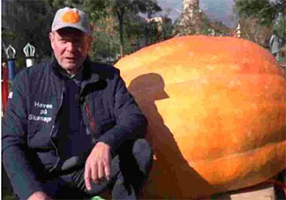 丹麥巨型南瓜970公斤破紀(jì)錄是怎么回事 970公斤的南瓜是怎么長的