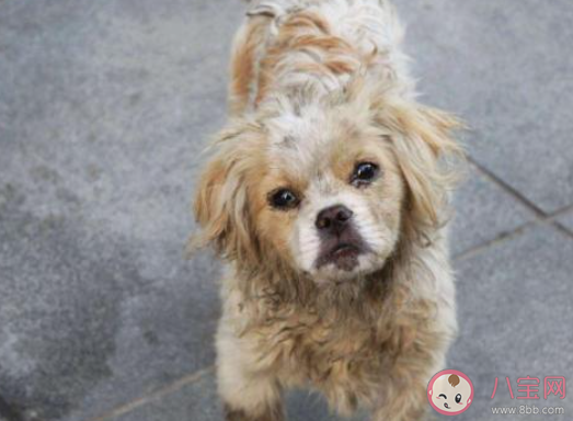 領(lǐng)養(yǎng)流浪動物是什么體驗(yàn) 領(lǐng)養(yǎng)流浪動物要注意些什么