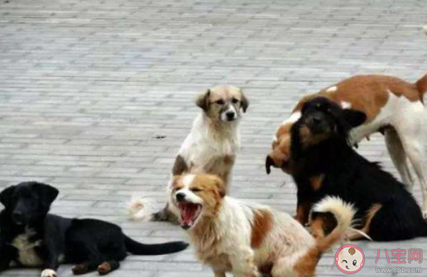 領(lǐng)養(yǎng)流浪動物是什么體驗(yàn) 領(lǐng)養(yǎng)流浪動物要注意些什么