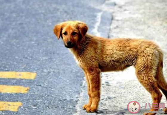 領(lǐng)養(yǎng)流浪動物是什么體驗(yàn) 領(lǐng)養(yǎng)流浪動物要注意些什么