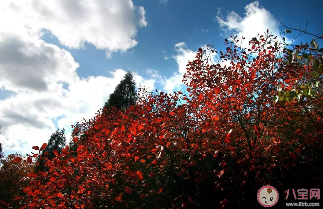 2020北京值得去賞紅葉地點 北京賞紅葉可以去哪些地方