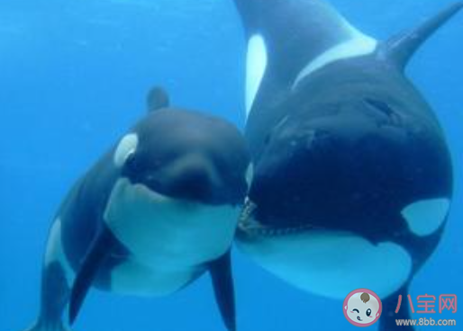 最新人類一分鐘心跳是60-100次鯨魚一分鐘心跳是幾次 螞蟻莊園小課堂10月26日答案 最新人類一分鐘心跳是60-100次鯨魚一分鐘心跳是幾次 螞蟻莊園小課堂10月26日答案