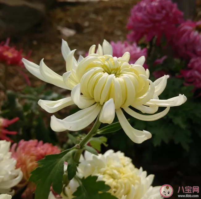 秋天賞菊花的唯美文字說說配圖 賞菊發朋友圈文案句子