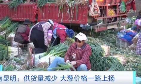 大蔥價格短短幾天翻幾倍是怎么回事 大蔥漲價了是什么原因 大蔥價格短短幾天翻幾倍是怎么回事 大蔥漲價了是什么原因