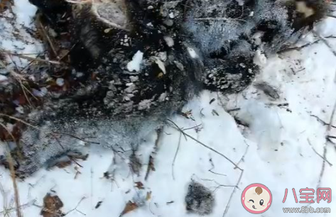 小興安嶺首次找到東北虎吃熊證據是真的嗎 東北虎喜歡吃什么