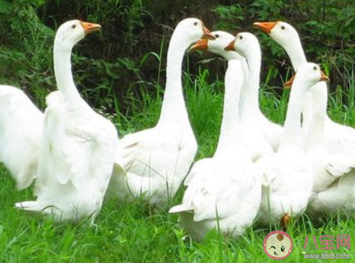 大鵝給1歲萌娃當貼身保鏢是怎么回事 鵝子為什么這么兇