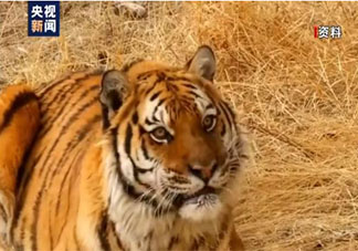 小興安嶺首次找到東北虎吃熊證據(jù)是真的嗎 東北虎喜歡吃什么