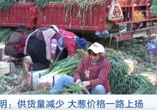 大蔥價格短短幾天翻幾倍是怎么回事 大蔥漲價了是什么原因