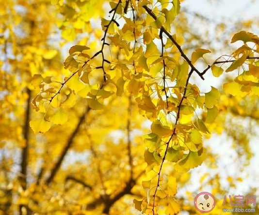 銀杏葉落地的唯美句子感言 感慨銀杏葉優短句大全