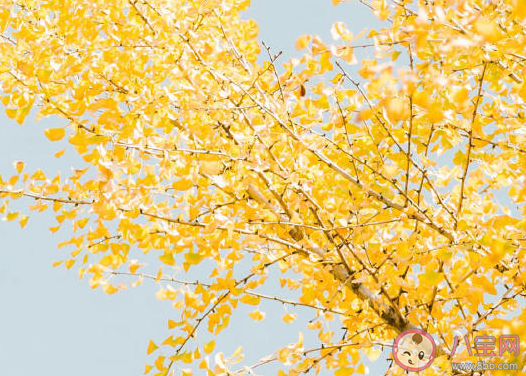 銀杏葉落地的唯美句子感言 感慨銀杏葉優短句大全
