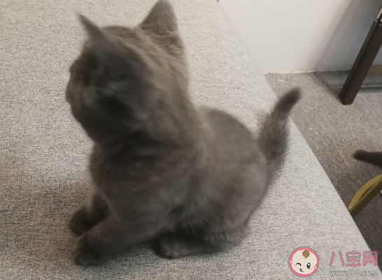 想養貓了怎么發朋友圈心情說說 家里想養貓了養貓搞笑句子