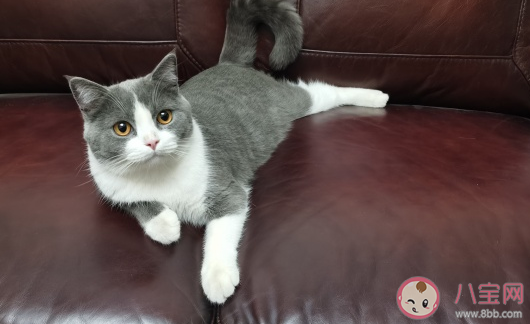 想養貓了怎么發朋友圈心情說說 家里想養貓了養貓搞笑句子